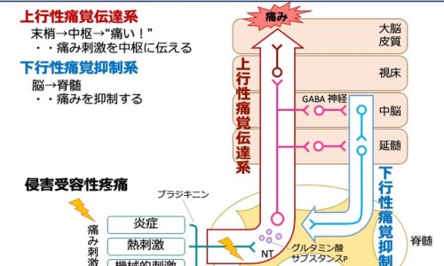 孕妇产前征兆有哪些-孕妇产前征兆是什么、孕妇产前征兆表现 -孕妇产前征兆网